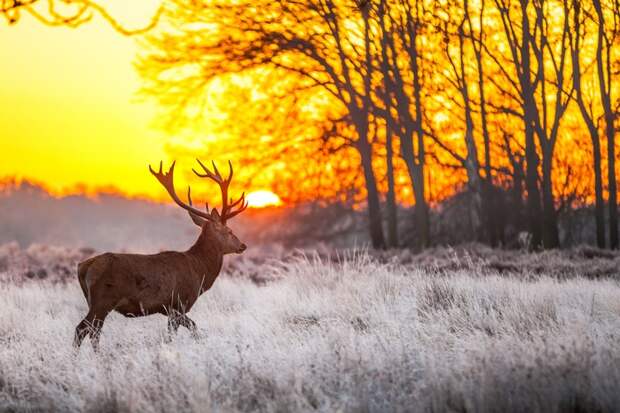 Животные в зимнем лесу - Hq обои больших размеров, качественные фотографии с высоким разрешением