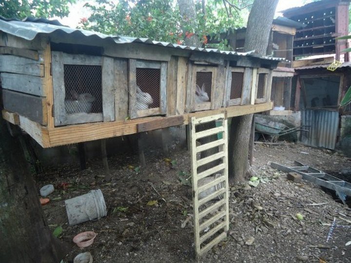 Русский врач в монастыре на Гаити  врач, гаити