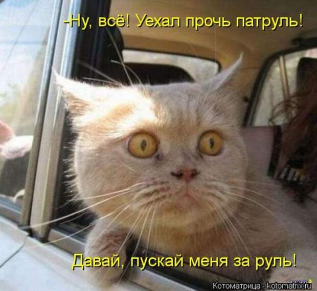 Котоматрицы(картинки с надписями)