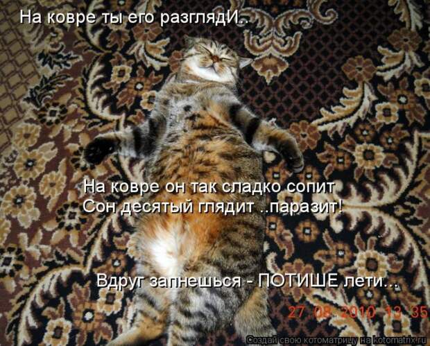 Котяры на приколе и их шаловливые друзья (35 фото)
