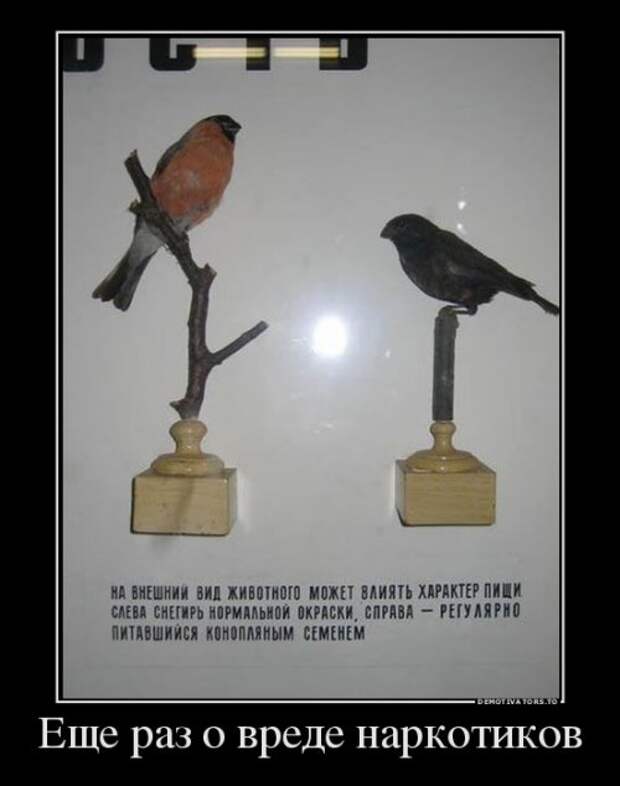 Новые демотиваторы (20 шт)
