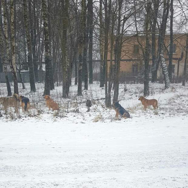 Жителей Красного Бора свора бродячих собак держит в страхе