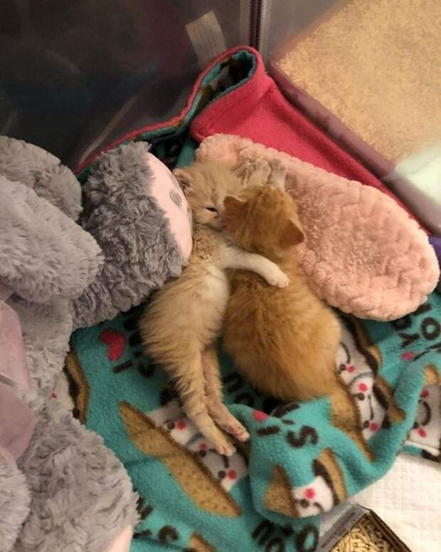 Котята уснули Котята обнимаются