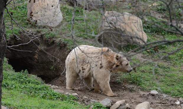 Берлога — это удобное место зимовки медведей