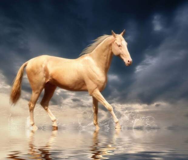 Ахал-Теке: одна из самых красивых лошадей в мире (5 фото + 1 видео) 