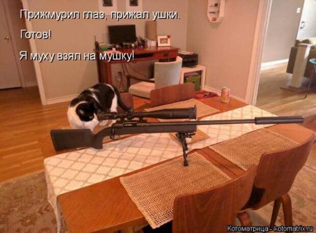 Свежая прикольная котоматрица (26 фото)