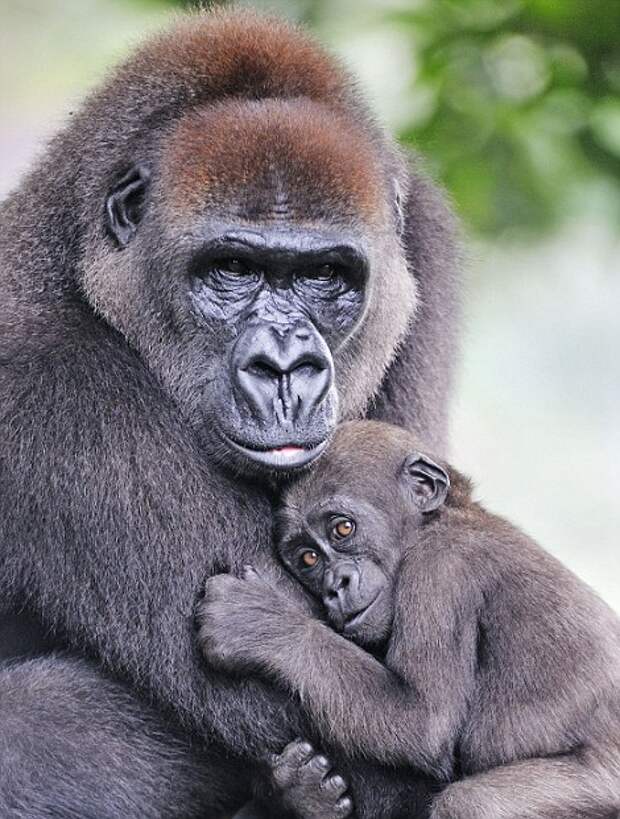 Ода материнской любви: умилительные фотографии животных со своими детёнышами