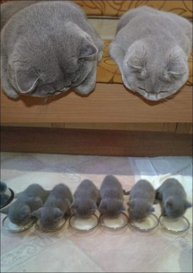 Гордые мамы-кошки со своими многочисленными котятами Гордые мамы-кошки, кошки со своими котятами