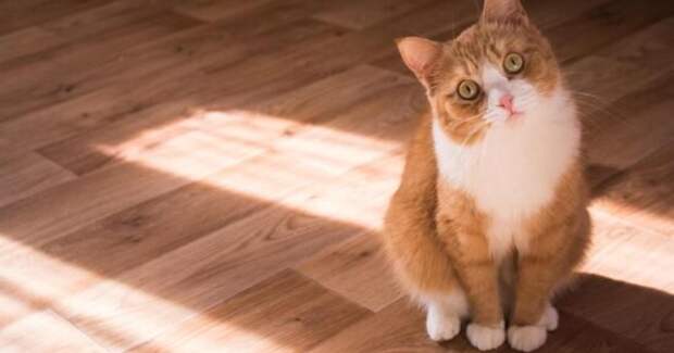 Как ведут себя кошки незадолго до смерти: 7 тревожных признаков, о которых важно знать