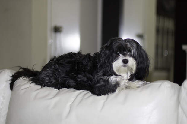 My pet Stella is a mix Terrier and Shih Tzu