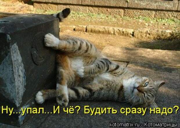 Лучшая котоматрица недели (32 фото)
