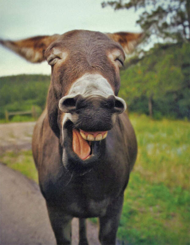 Улыбайся! животные, юмор