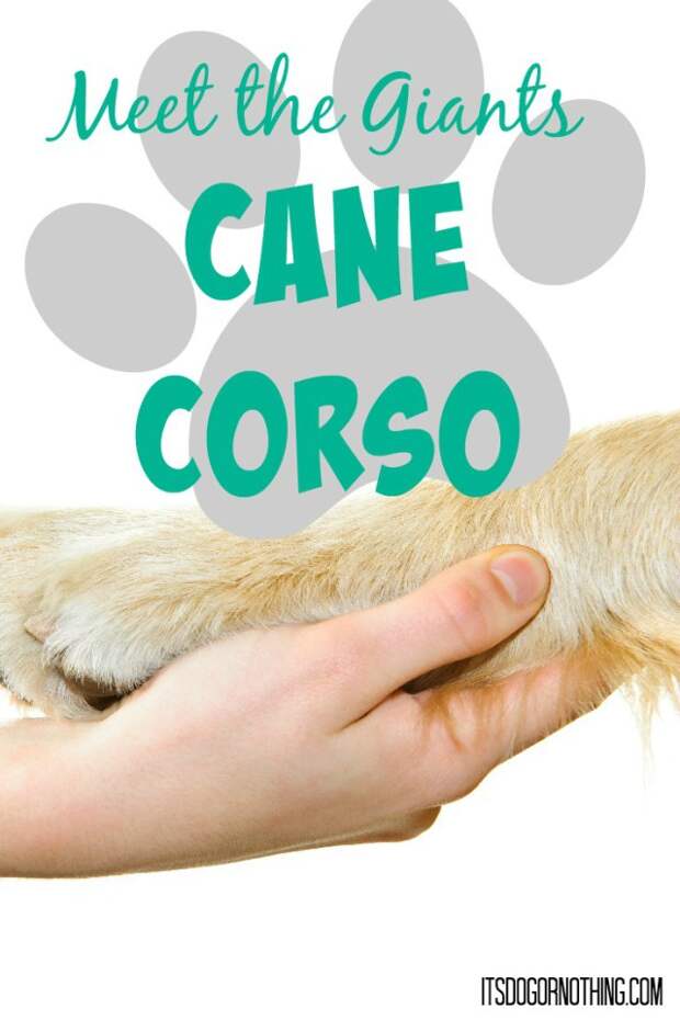 This week on Meet the Giants, we're talking about the Cane Corso! Read more for tons of fabulous breed information!