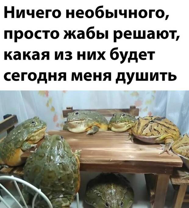 Смешные картинки вечер 6 декабря 2021 года