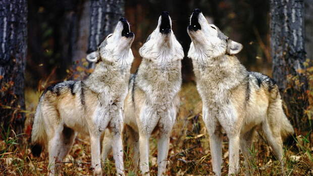 1357981361_collection-new-hd-wallpapers-2012-137 (700x393, 124Kb)