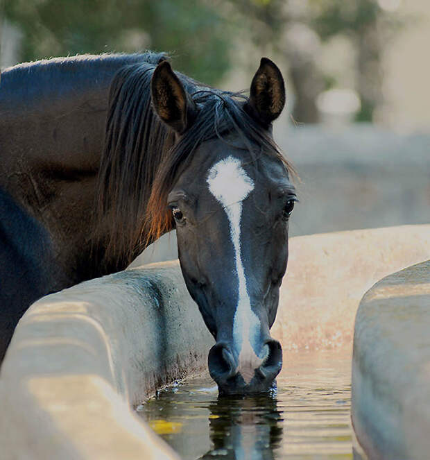 3. Арабские лошади Арабские лошади имеют четкую клинообразную форму, широкий лоб, большие глаза, б
