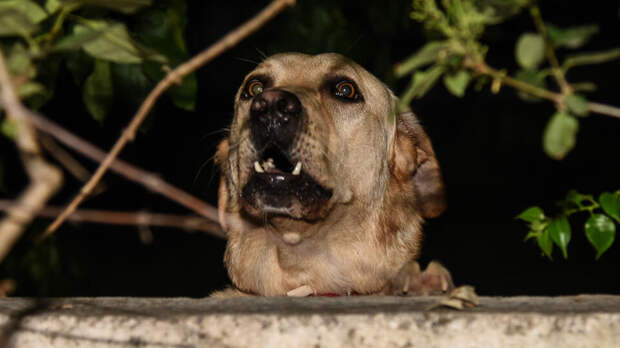 В Госдуме предложили наделить МВД полномочиями по делам животных