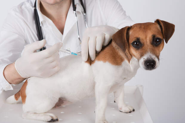 Законопроект о лечении животных лекарствами для людей может быть принят весной