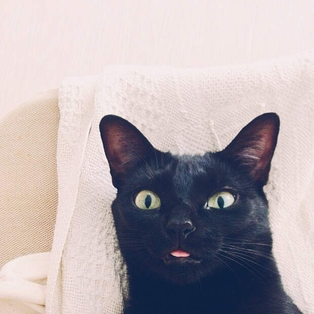 чёрный кот на хэллоуин 12