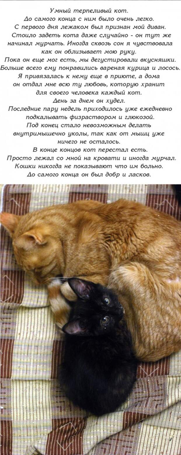 История одного доброго кота История одного доброго кота доброго кота, история