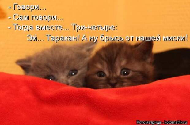 Замечательная котоматрица (27 фото)