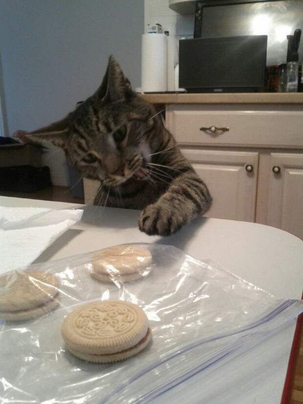 коты которые любят рождественское печенье