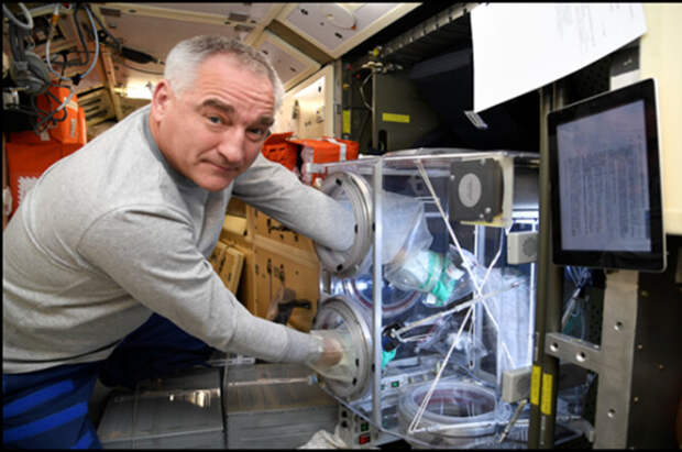 Космонавт Скворцов А.А. проводит эксперимент по кристаллизации белков на борту МКС использованием биопринтера 'ОРГАН.АВТ'. 