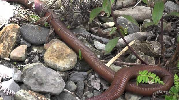 Три метра длиной: где обитают самые большие дождевые черви в мире