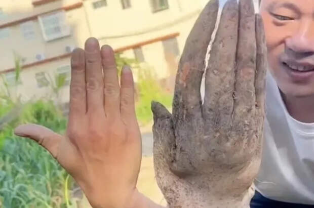 The Sun: в Китае фермер выкопал корнеплод в форме руки