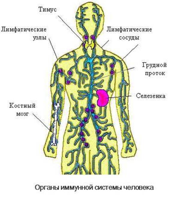 Картинка органов иммунной системы