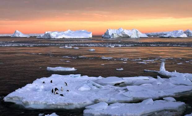 Пингвины Аделя у берегов восточной Антарктиды