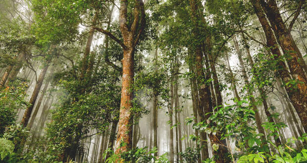 forest in Indonesia