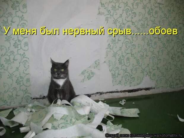 Лучшие котоматрицы недели
