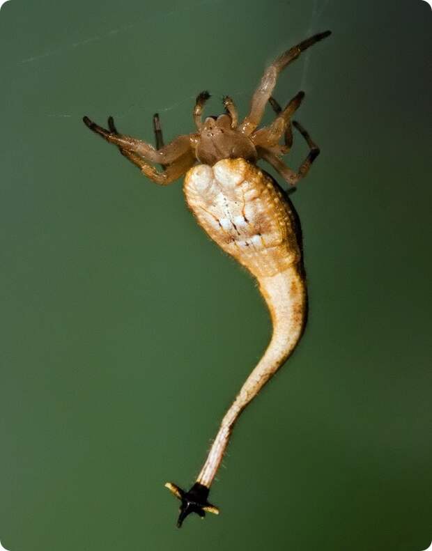 Скорпионохвостый паук (лат.Arachnura higginsi)