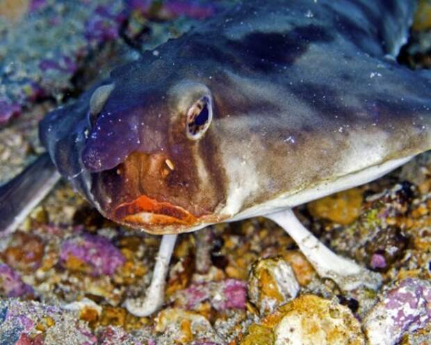 Морской нетопырь (лат. Ogcocephalidae) (англ. Batfish)
