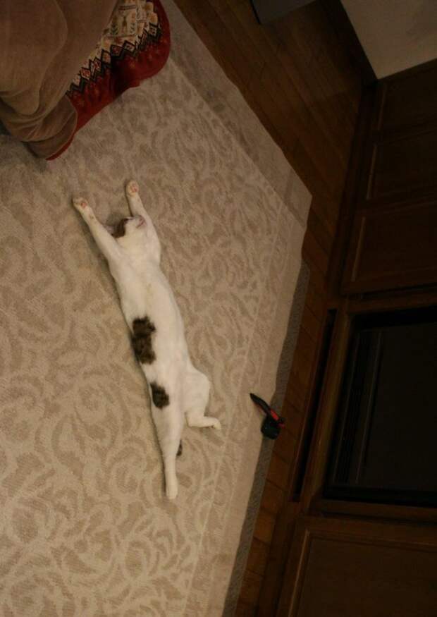 Twitter Users Have Started A New Trend- Take Pictures Of Your Cats Stretched