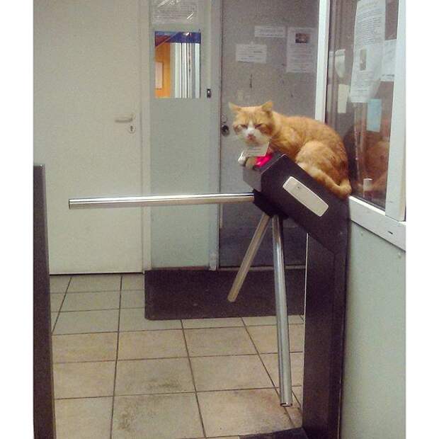 Кот-вахтер Кот-вахтер прикол, юмор