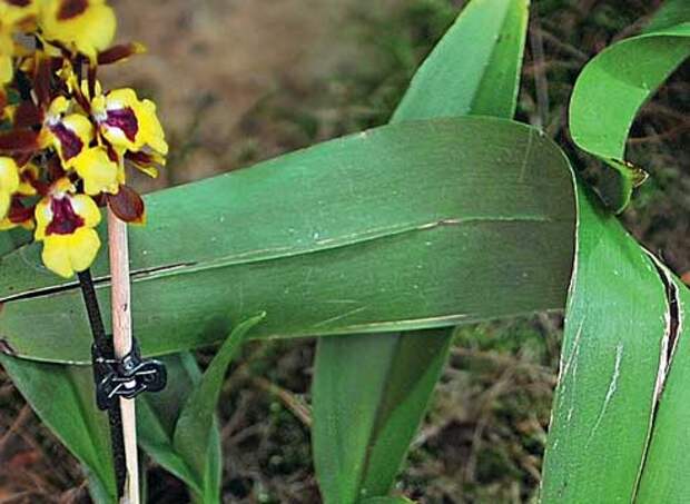 Болезни и вредители орхидей, трещина вдоль срединной жилки листа орхидеи