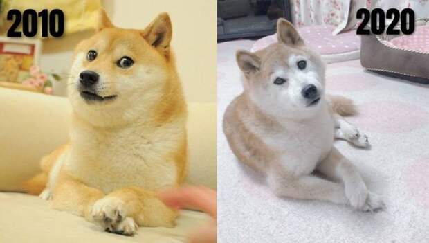 Собака тогда и сейчас