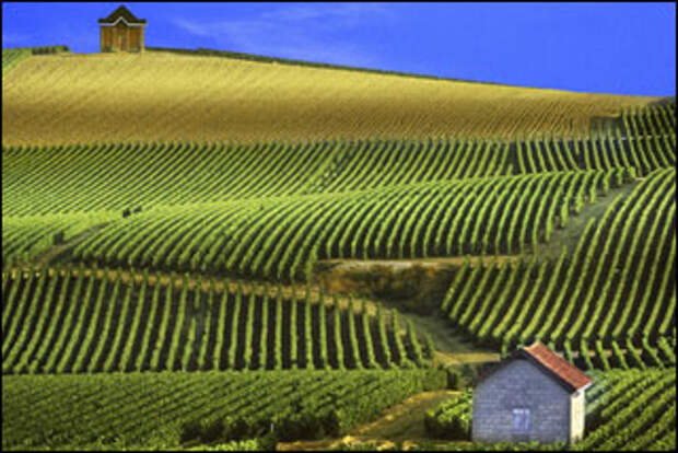 Vinogradniki-Shampani