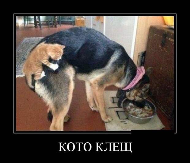 Новые весёлые демотиваторы Новые весёлые демотиваторы