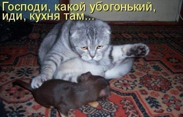 Позитив зверский с забавными надписями Позитив зверский с забавными надписями