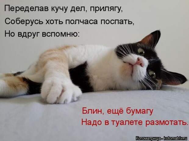 Лучшие котоматрицы недели