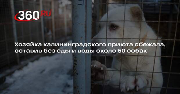 Хозяйка калининградского приюта сбежала, оставив без еды и воды около 50 собак