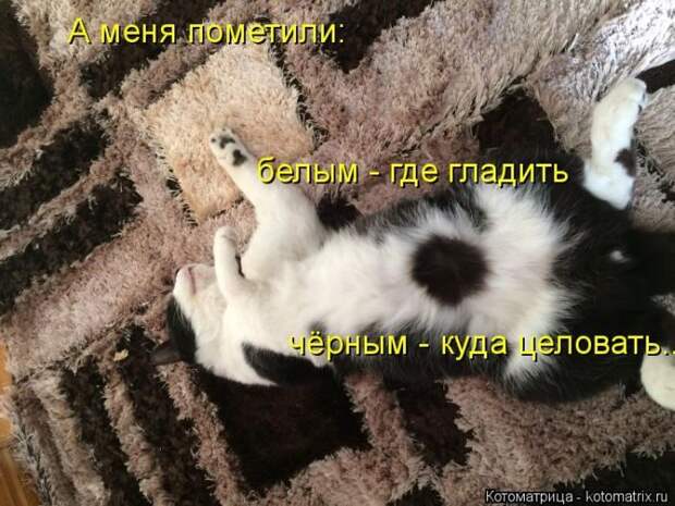 Лучшие котоматрицы недели