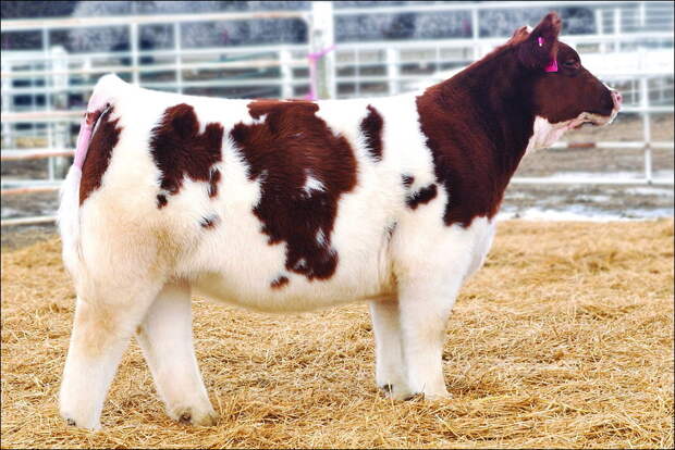 Пушистые коровы cows 005 Плюшевые красавицы коровы из Айовы