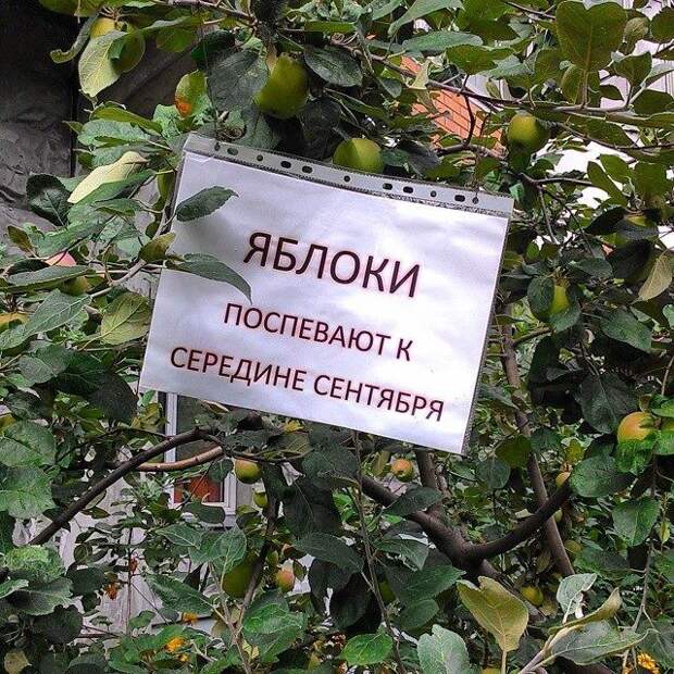 Как бы намекая... вор, животные, прикол, юмор