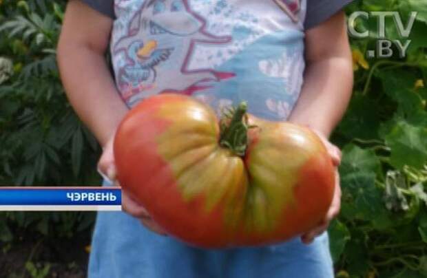 Почему китайцы в России выращивают помидоры на запрещенных удобрениях и химикатах