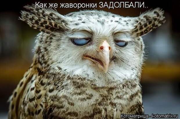 Лучшие котоматрицы недели
