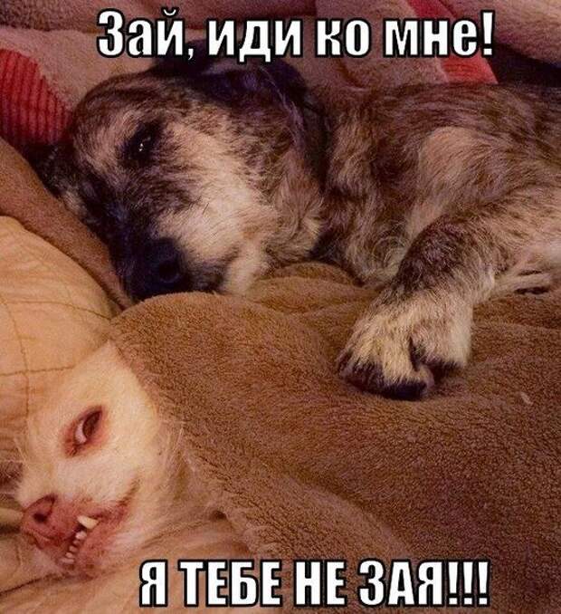 Прикольные картинки (98 фото)
